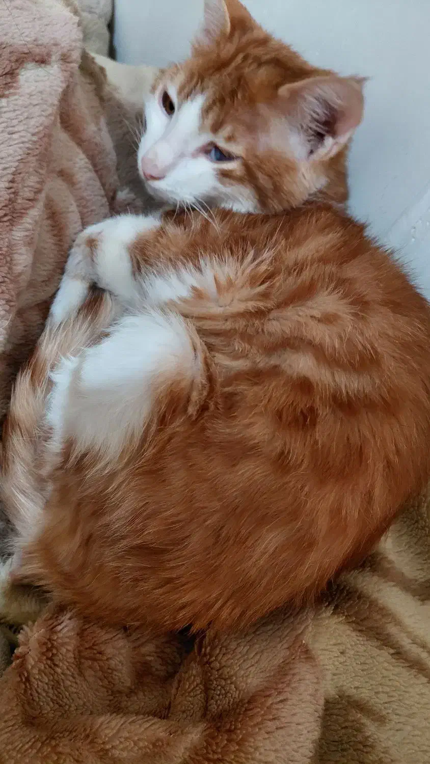 واگذاری گربه خانگی به شرط نگهداری|گربه|پرند, فاز ۶|دیوار