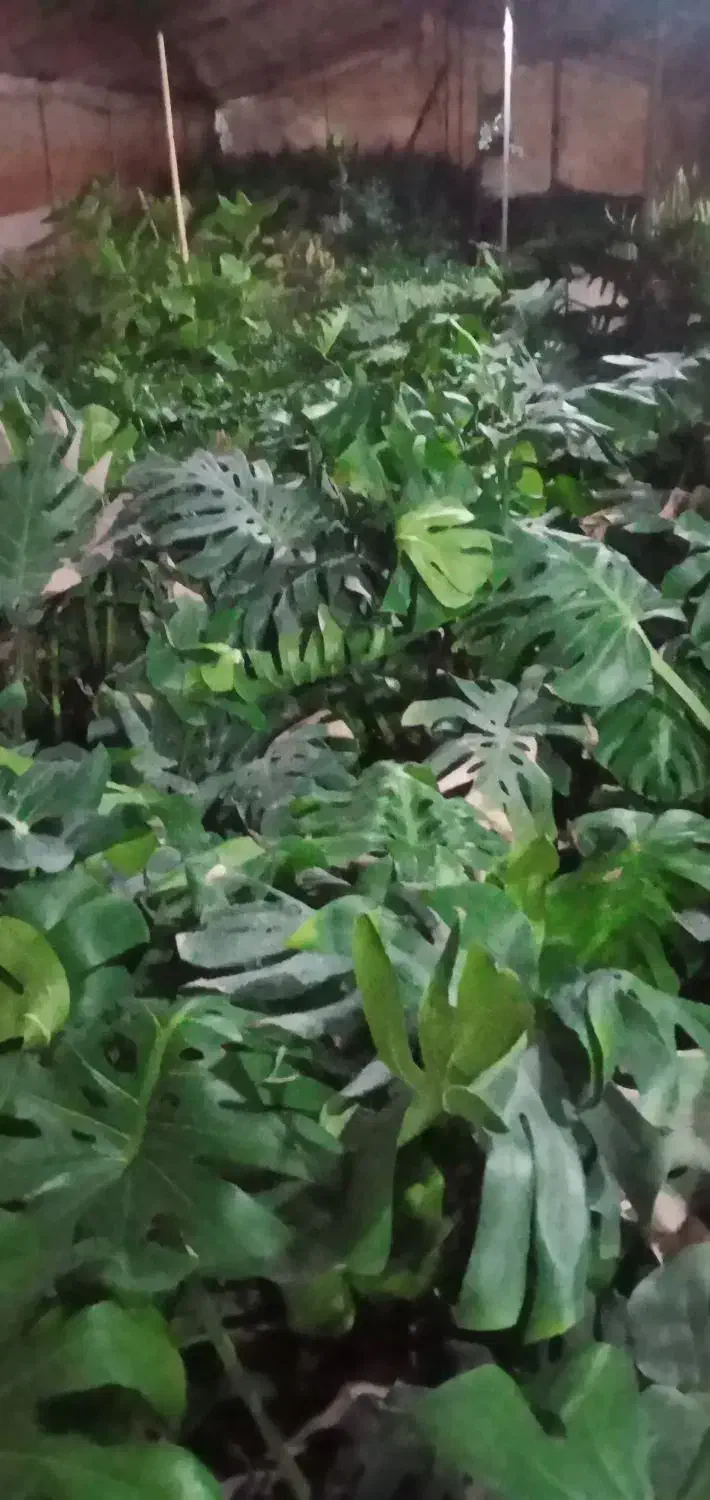 فروش فوری گل طبیعی|گل و گیاه طبیعی|محلات, |دیوار