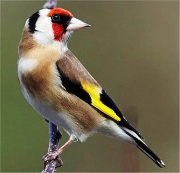 سهره مست|پرنده|بانه, |دیوار