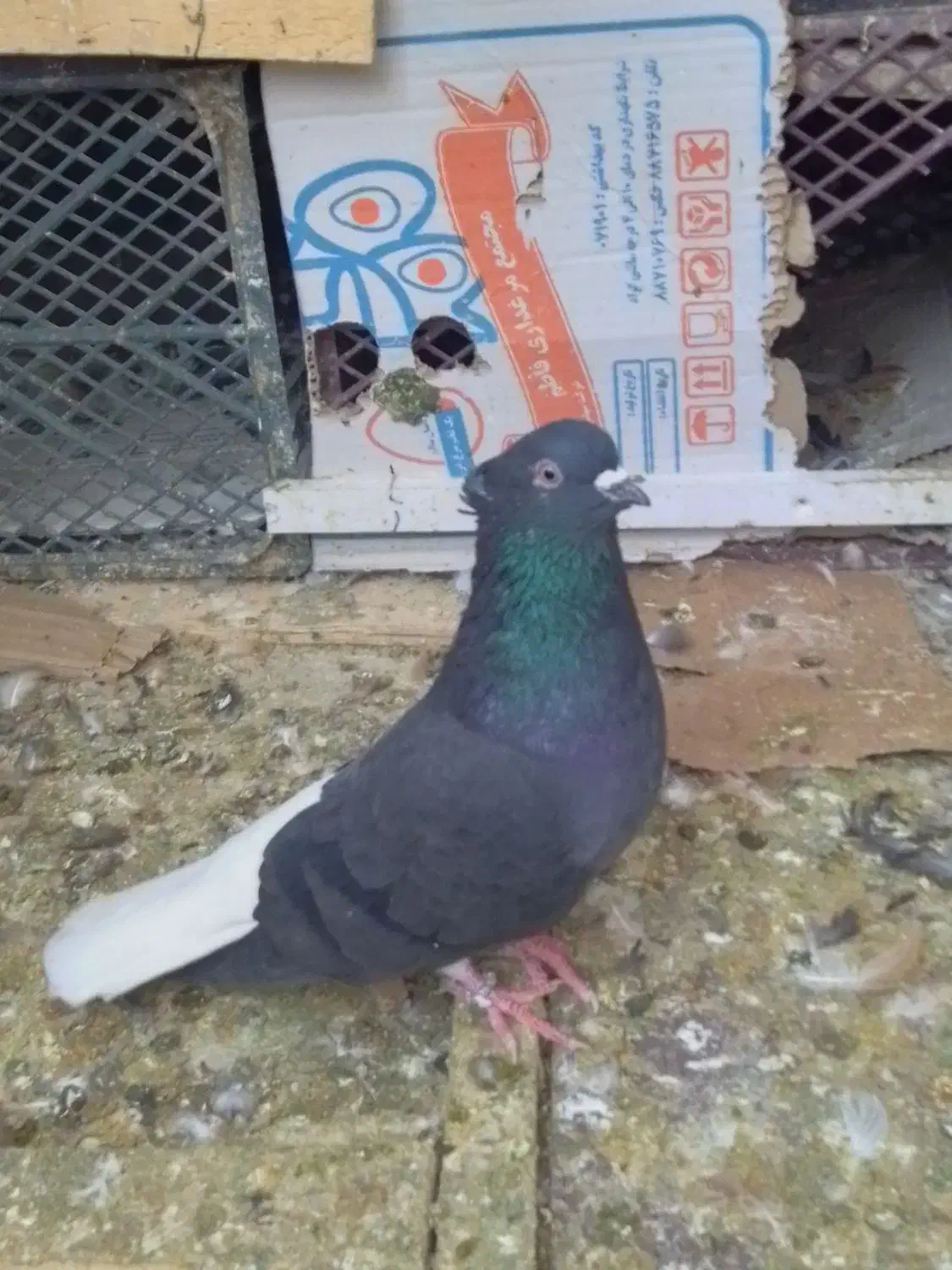 کبوتر کرمانشاه ، زاغ دمسفید|پرنده|شهریار, شهرک بهاران (ویره)|دیوار