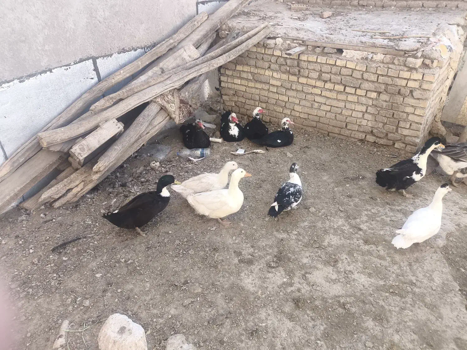 حیوانات اهلی اردک و بوقلمون و غاز|حیوانات مزرعه|اردبیل, |دیوار