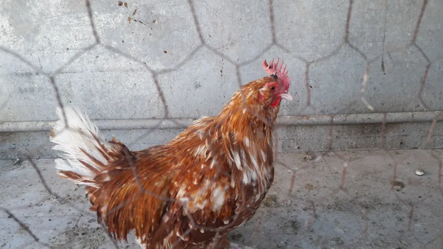 مرغ|حیوانات مزرعه|فردوس (خراسان), |دیوار