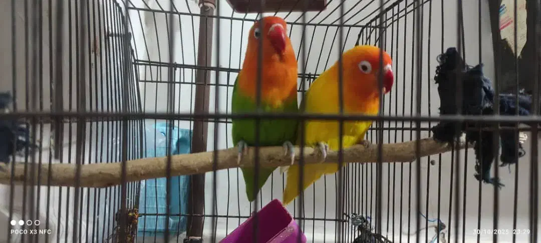 طوطی برزیلی نژاد انگلیسی|پرنده|بندر ماهشهر, |دیوار