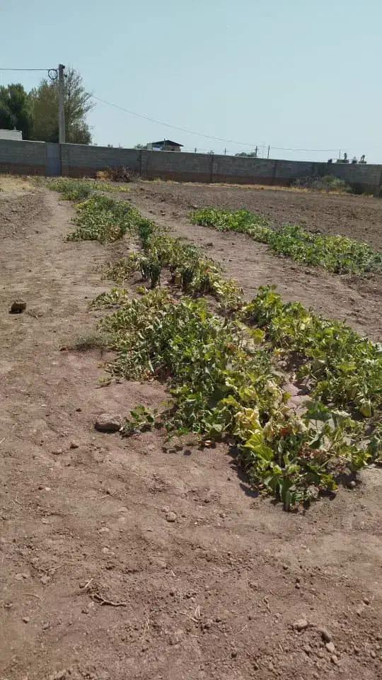 زمین مسکونی و باغ 1200 متری|فروش زمین و ملک کلنگی|بشاریات, |دیوار