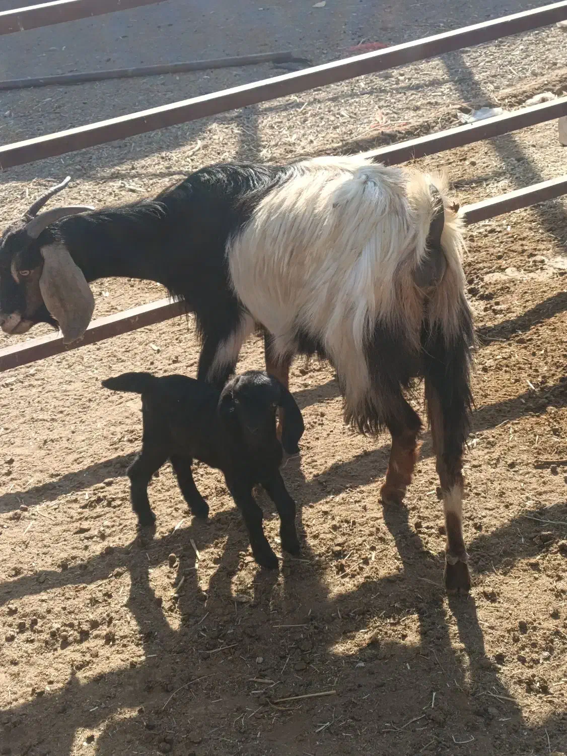 فروش بز|حیوانات مزرعه|جعفرآباد, |دیوار