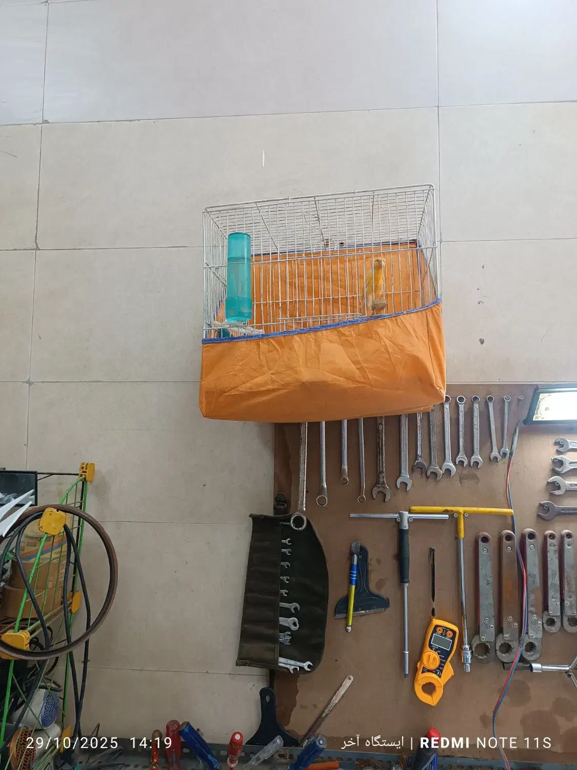 قناری قرص بخون|پرنده|مریوان, |دیوار