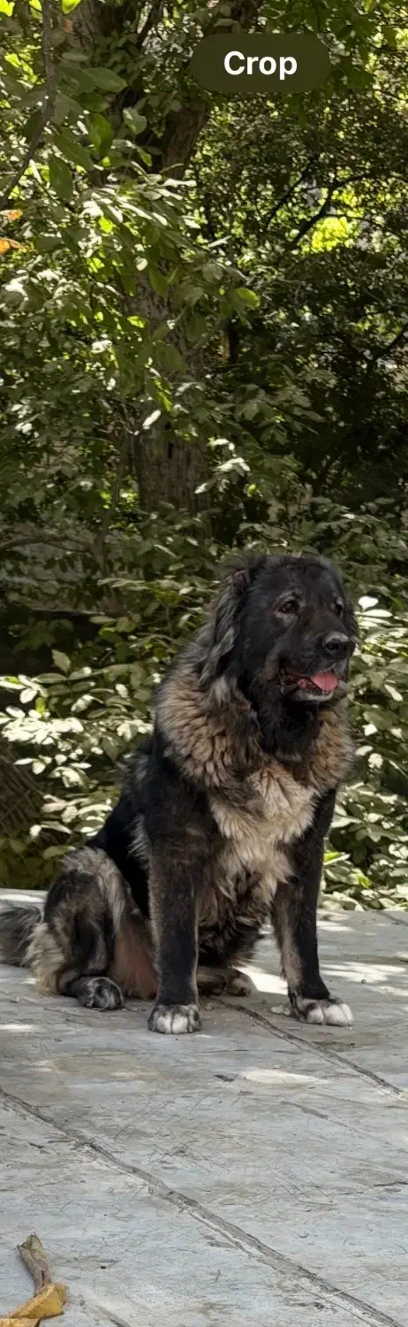 سگ قفقازی|سگ|کوهسار (البرز), |دیوار