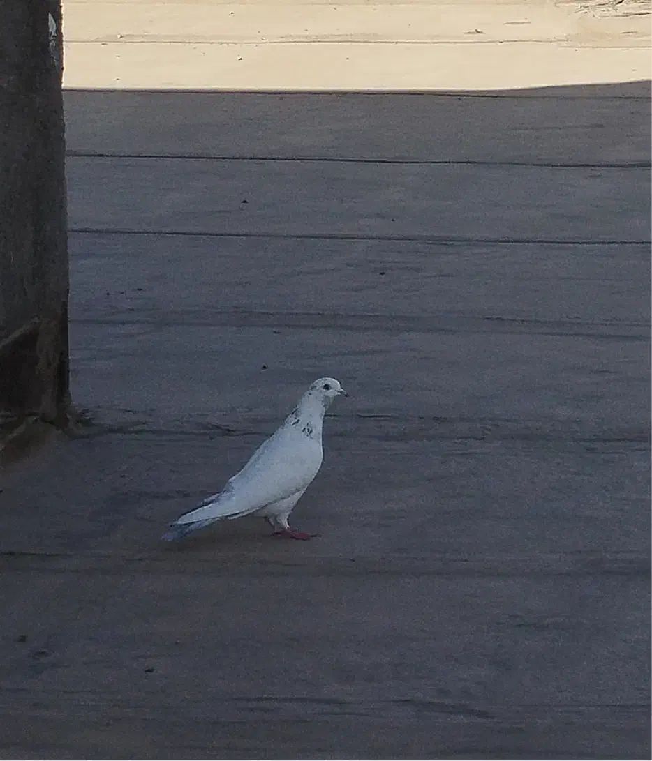 زاغ و سار دس پر سیاه آلمانی|پرنده|مشهد, امیریه|دیوار