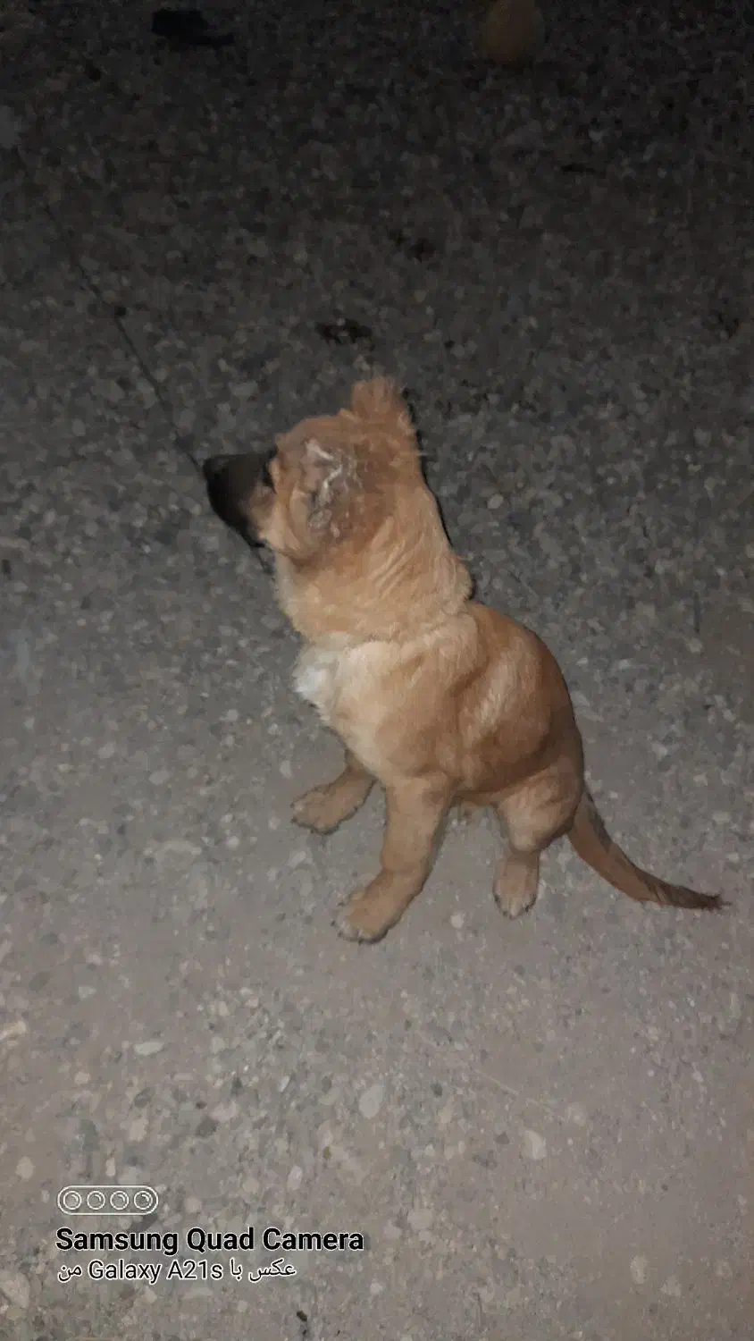 سلام توله ۵ماه مالینیز باهوش|سگ|ساوه, |دیوار