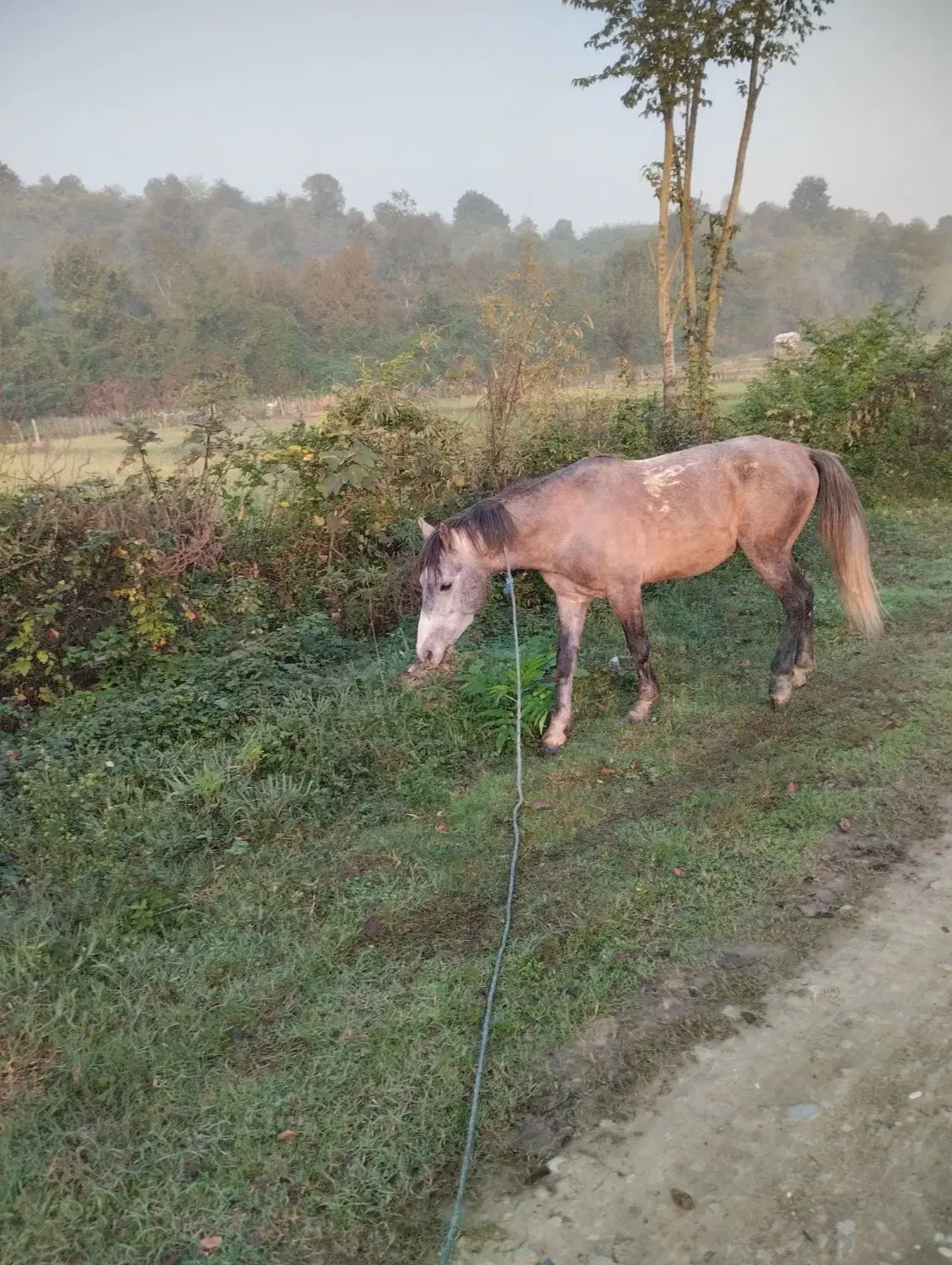 اسب|اسب و تجهیزات اسب‌سواری|فومن, |دیوار