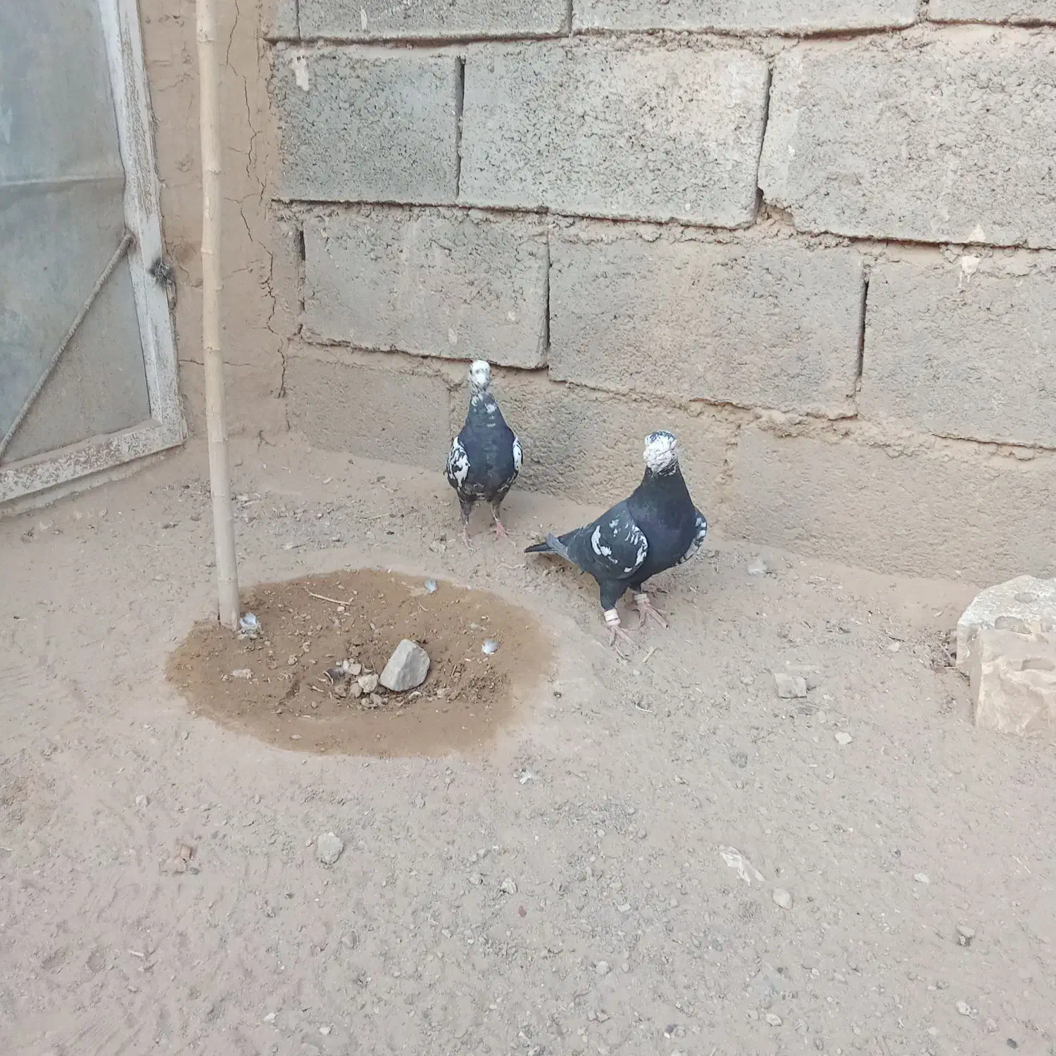 سینه افغان|پرنده|خواف, |دیوار