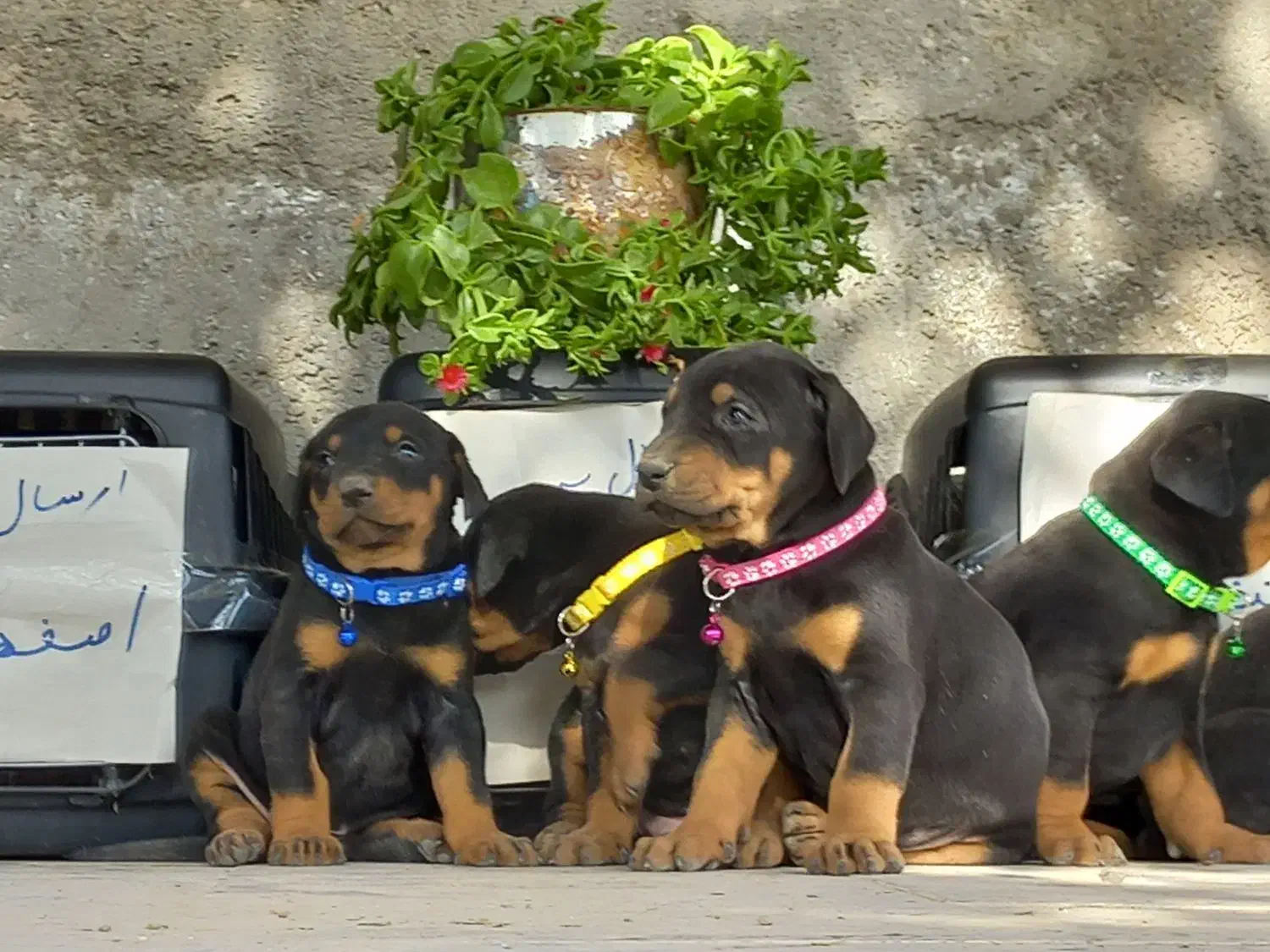 دوبرمن تیپ اروپایی|سگ|مشهد, کوه سنگی|دیوار