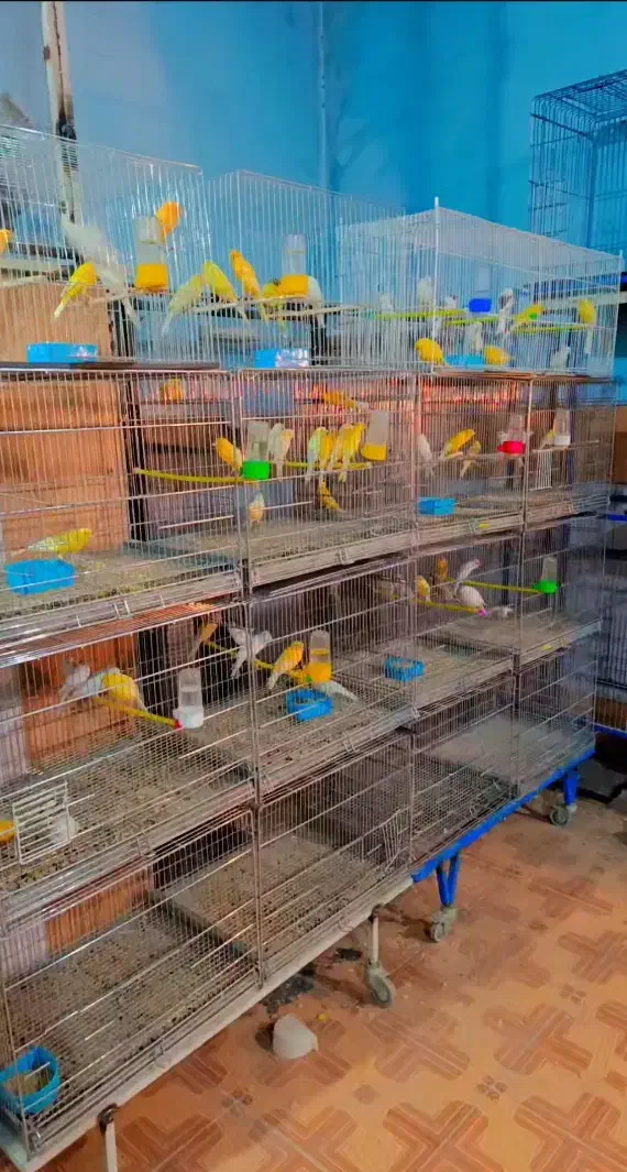 تعداد 70عدد قناری‌ سوپری وسفید طلایی مست پس بالا|پرنده|قم, حنیف نژاد|دیوار