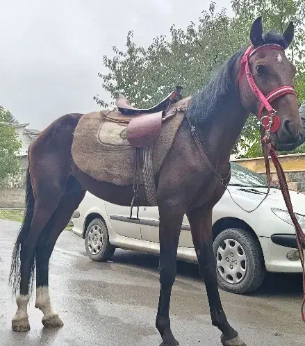 اسب کرد فروشی|اسب و تجهیزات اسبسواری|کلاردشت, |دیوار