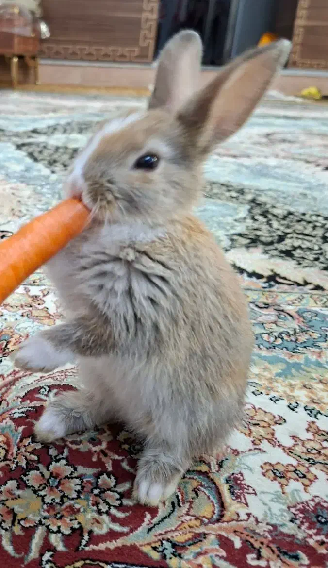 خرگوش کوچولو نژاد هلندی|موش و خرگوش|مرودشت, ژیان|دیوار