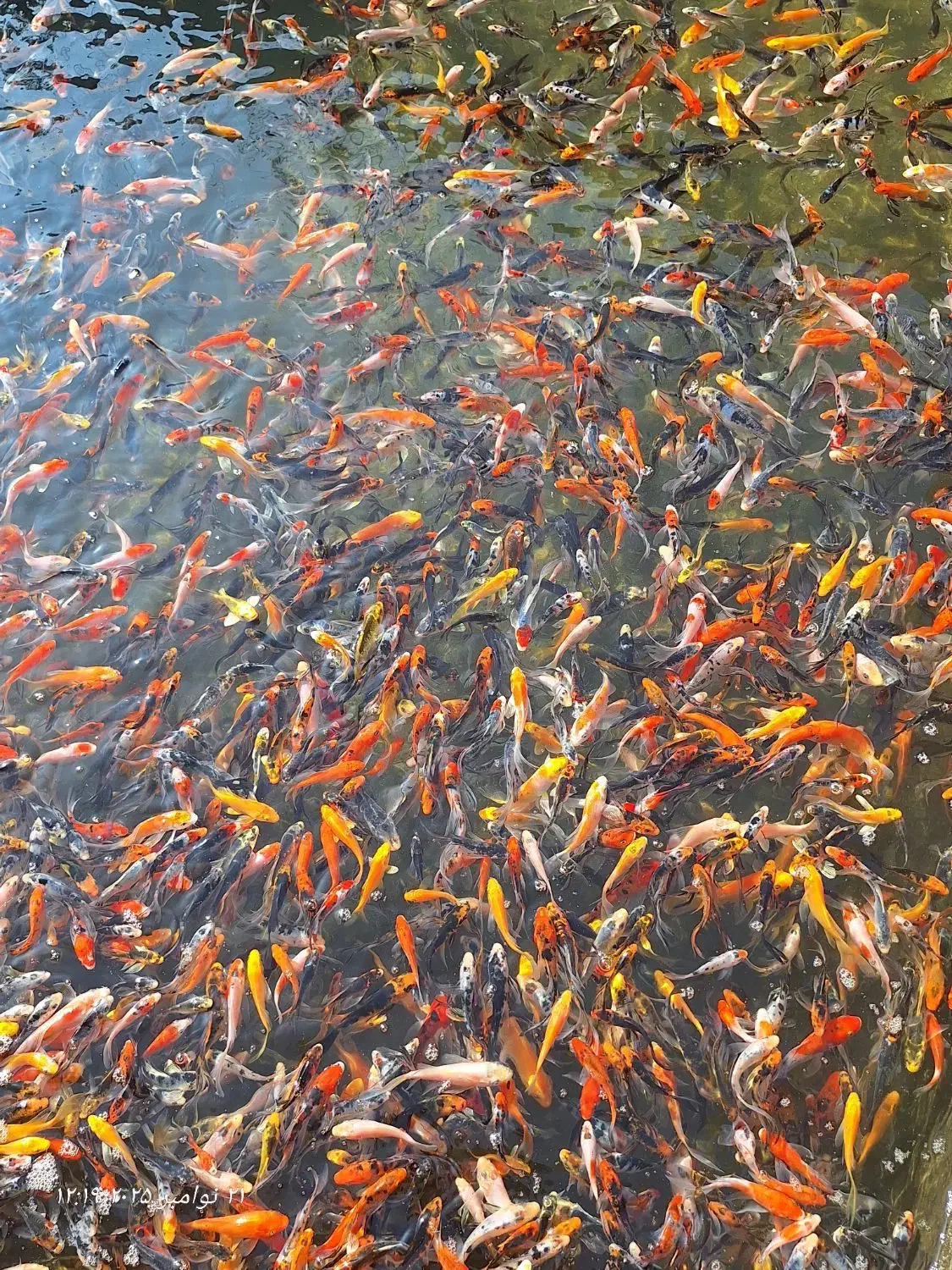 رنگین کمان کوی چرم و باتر فلای|ماهی|رشت, ترمینال|دیوار