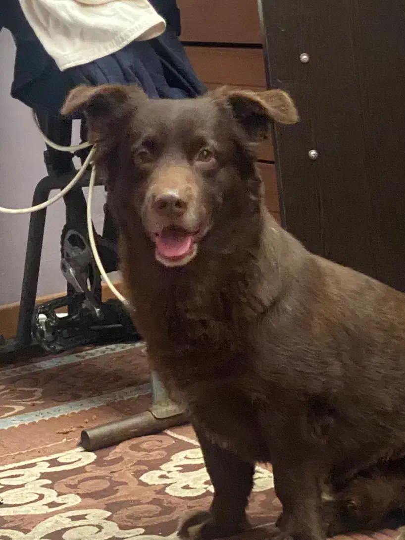 111|سگ|تربت جام, نظامی|دیوار