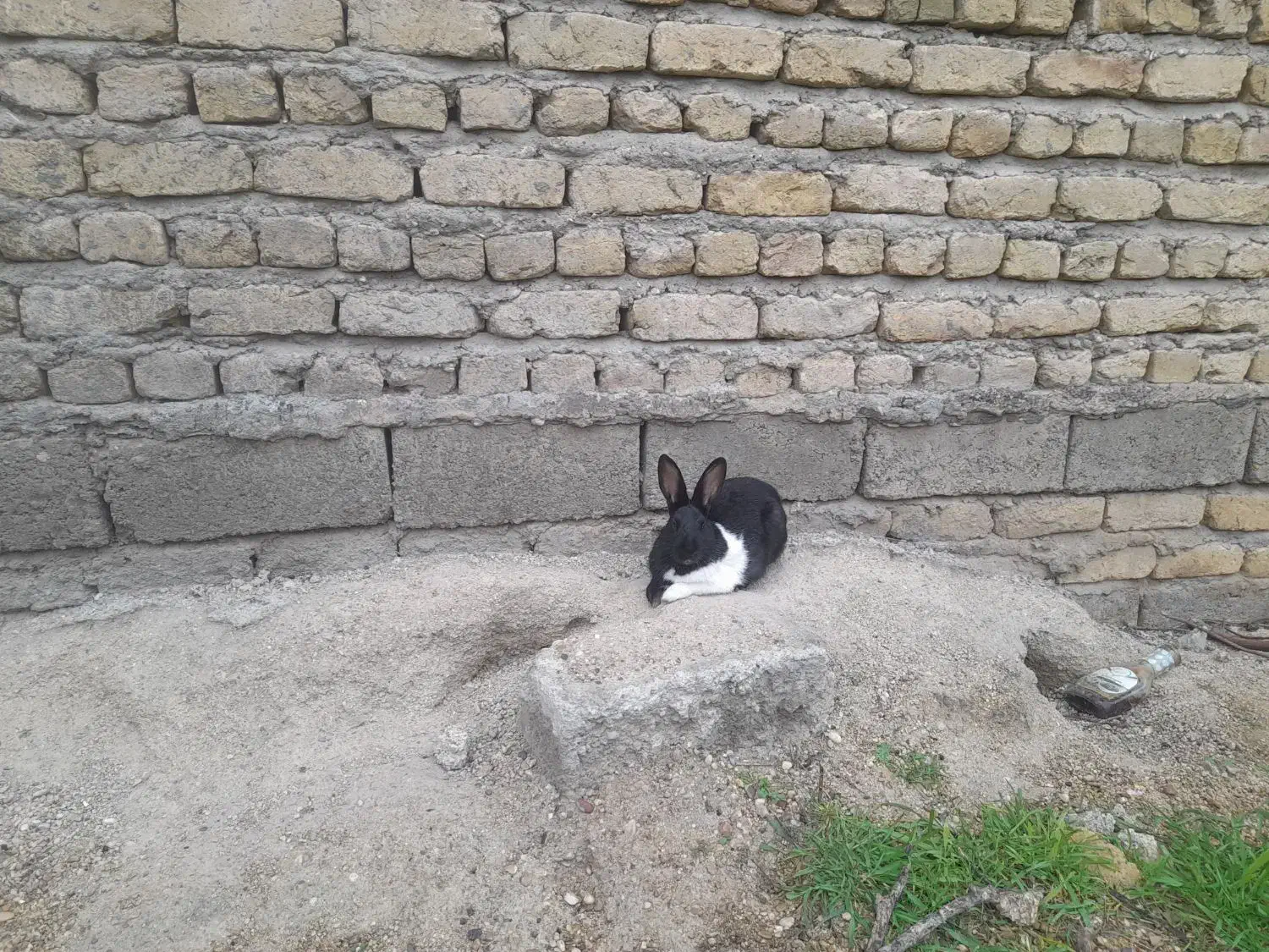 خرگوش|موش و خرگوش|کلاله, |دیوار