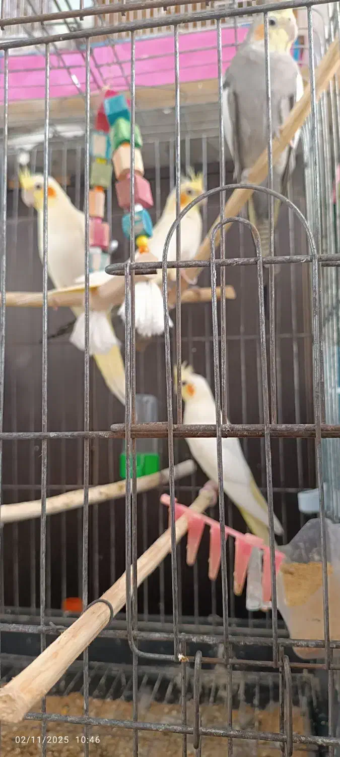 عروس هلندی|پرنده|کردکوی, |دیوار