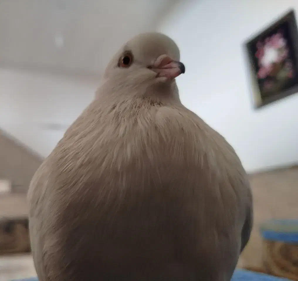 کبوتر گمشده|حیوانات|قم, عمار یاسر|دیوار