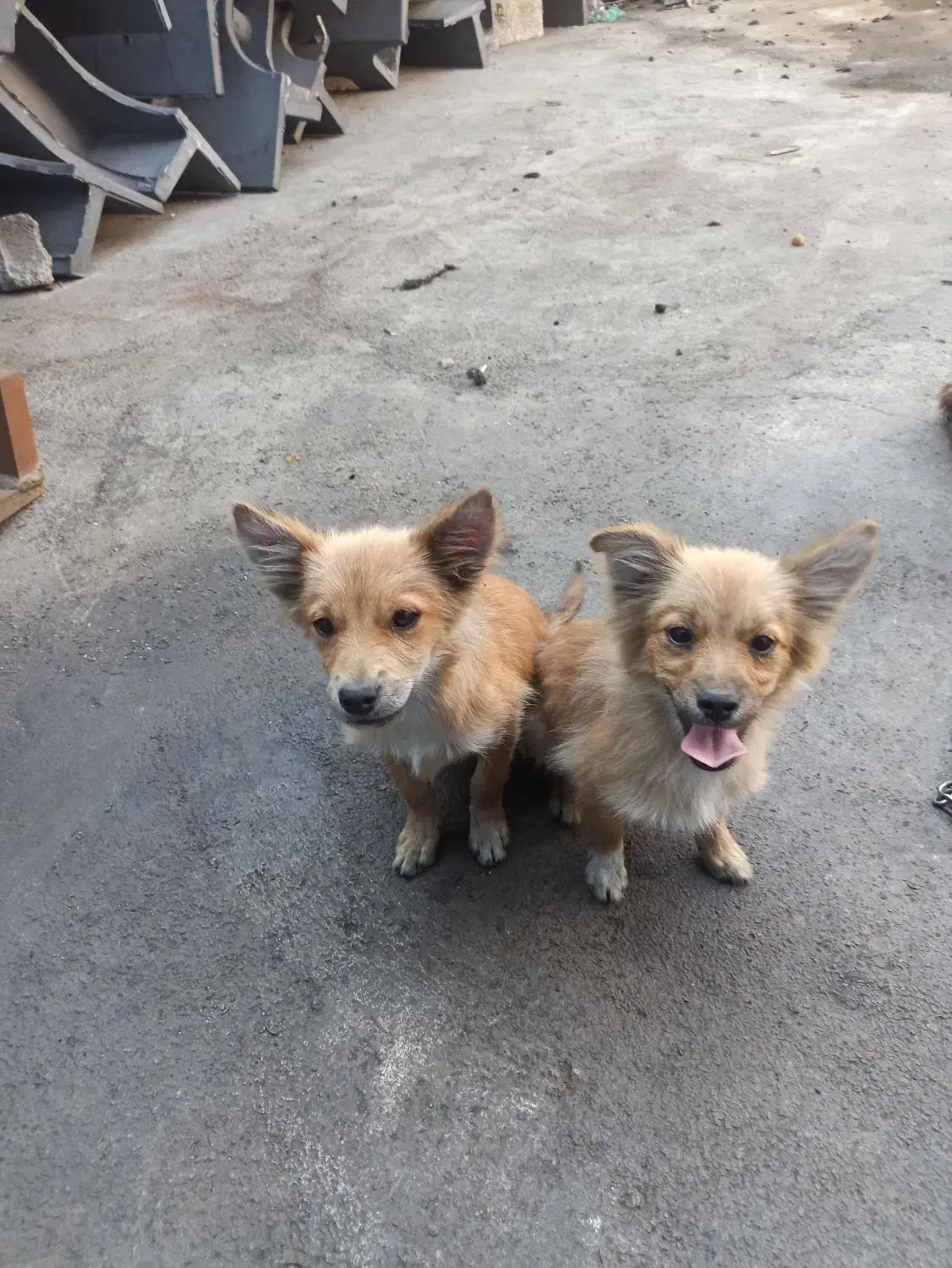 واگذاری|سگ|خمینی‌شهر, |دیوار