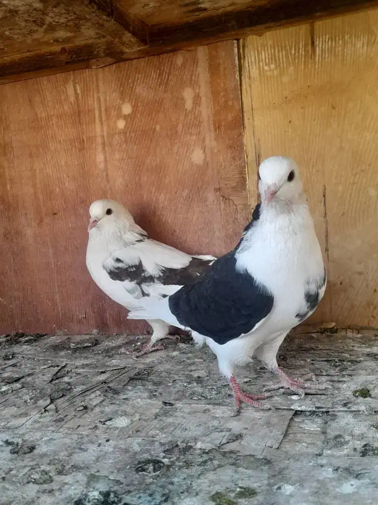 ۵۰ تا کفتر یجایی|پرنده|شهریار, شهریار|دیوار