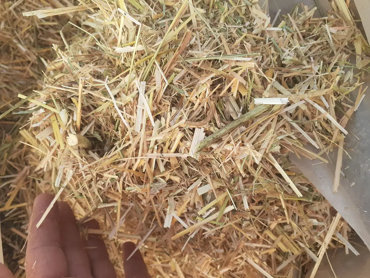 گاه بفروش می رسد|حیوانات مزرعه|شوط, |دیوار