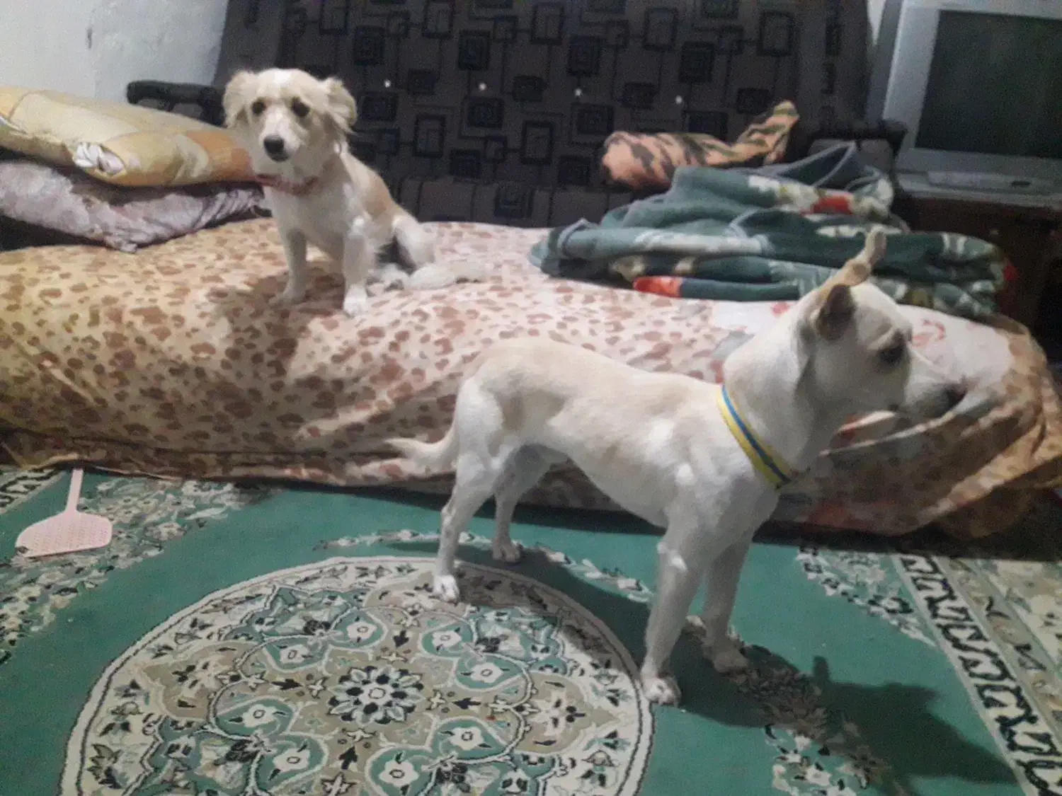 واگذاری دوعدد پاپی|سگ|تربتحیدریه, اندیشه|دیوار