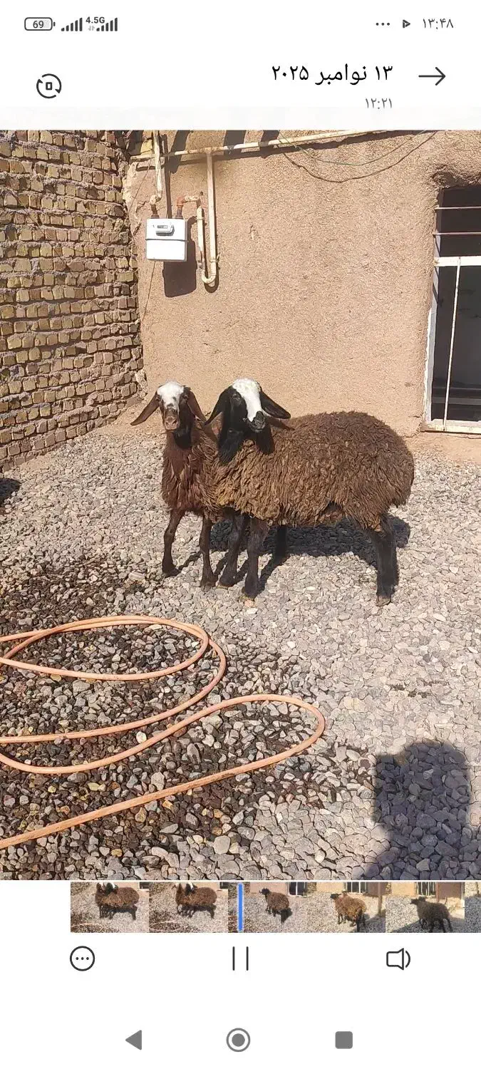 ۲ راس بره ماده یکی افشار وشالی اصل|حیوانات مزرعه|قزوین, |دیوار