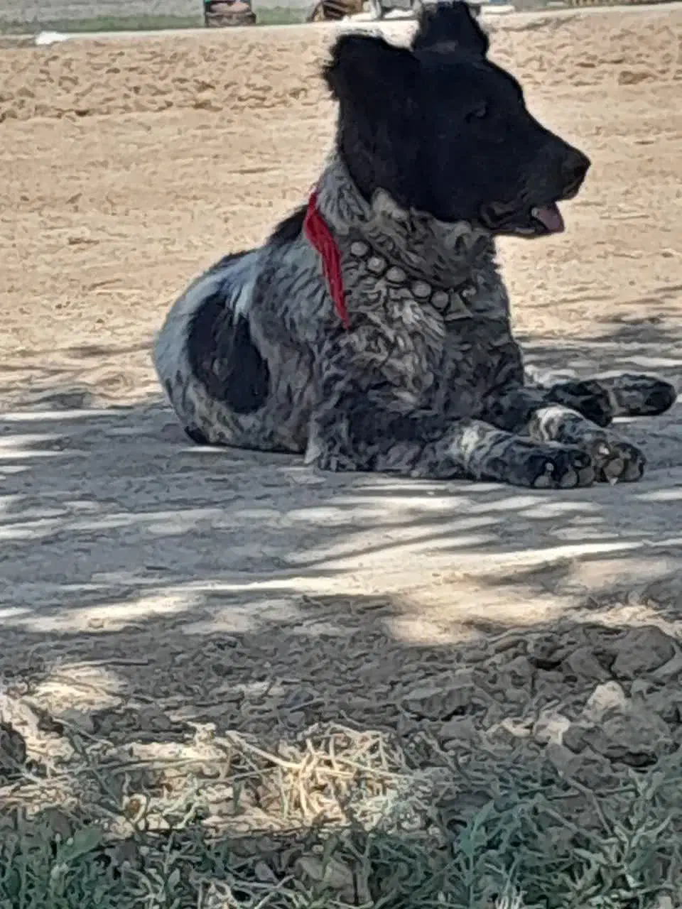 واگذاری سگ لاس قدرجونی گله ای چل وروانی|سگ|خمینیشهر, |دیوار