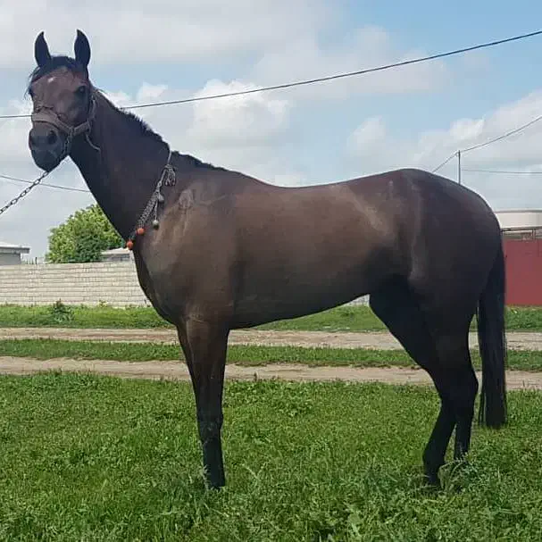 اجاره زمین کشاورزی ۳ساله|اجارهٔ دفتر صنعتی، کشاورزی، تجاری|گلی داغ, |دیوار