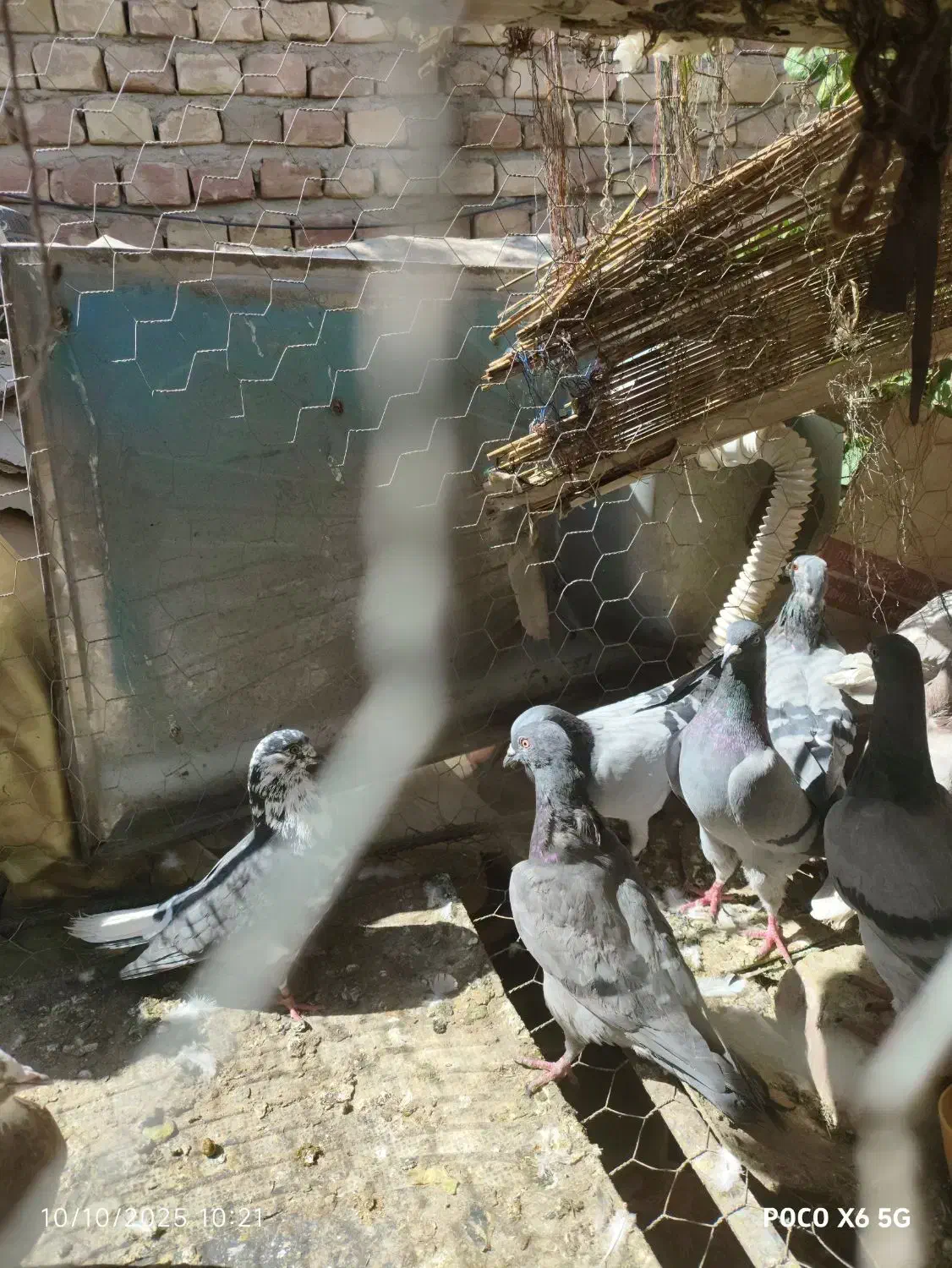 فروش کبوتر  زهک|پرنده|زهک, |دیوار