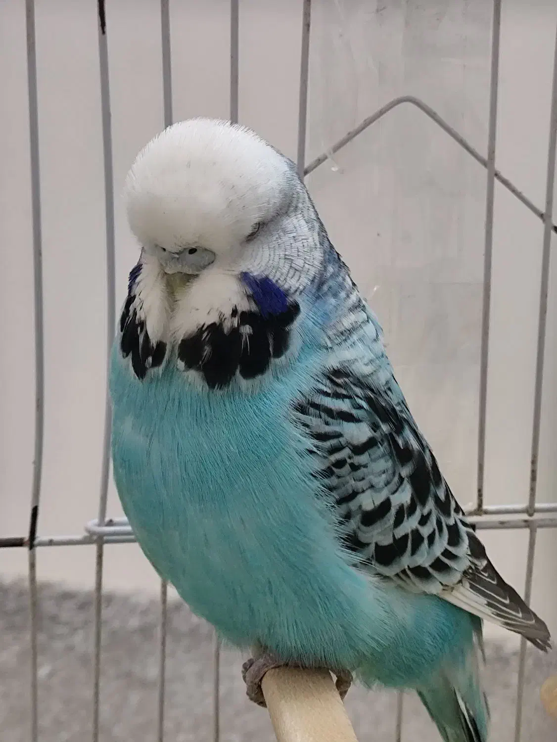 مرغ عشق انگلیسی ماده|پرنده|بابلسر, |دیوار