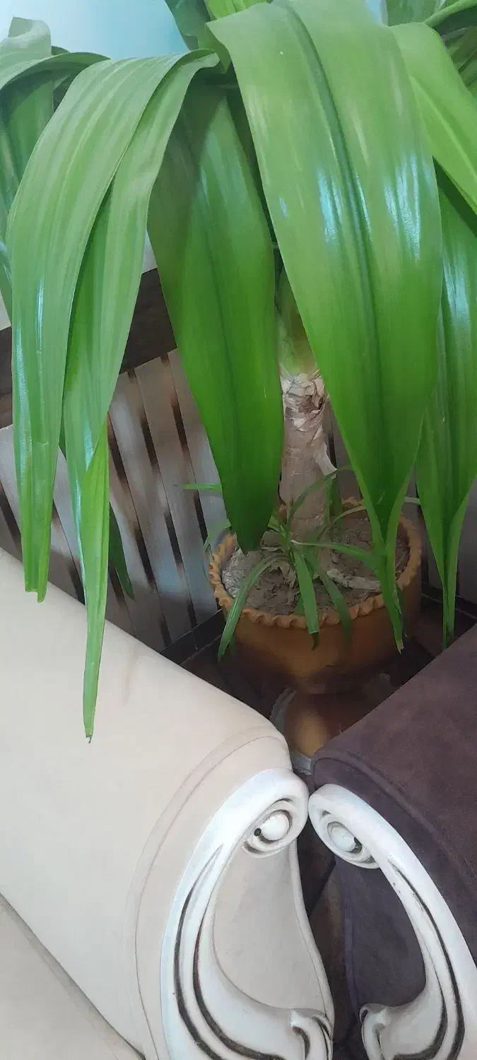 گل ذرتی|گل و گیاه طبیعی|مرودشت, گندم|دیوار