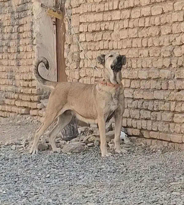 سگ .|سگ|اصفهان, نقش جهان|دیوار