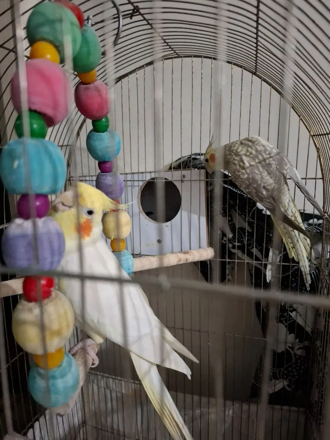 عروس هلندی|پرنده|گرمدره, |دیوار