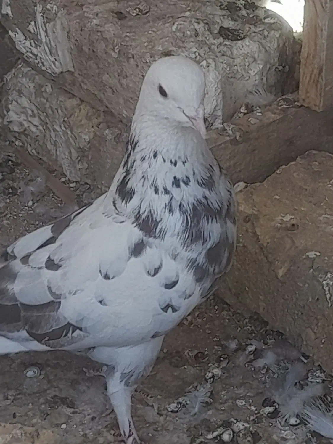 کبوتر|پرنده|خرمدره, |دیوار