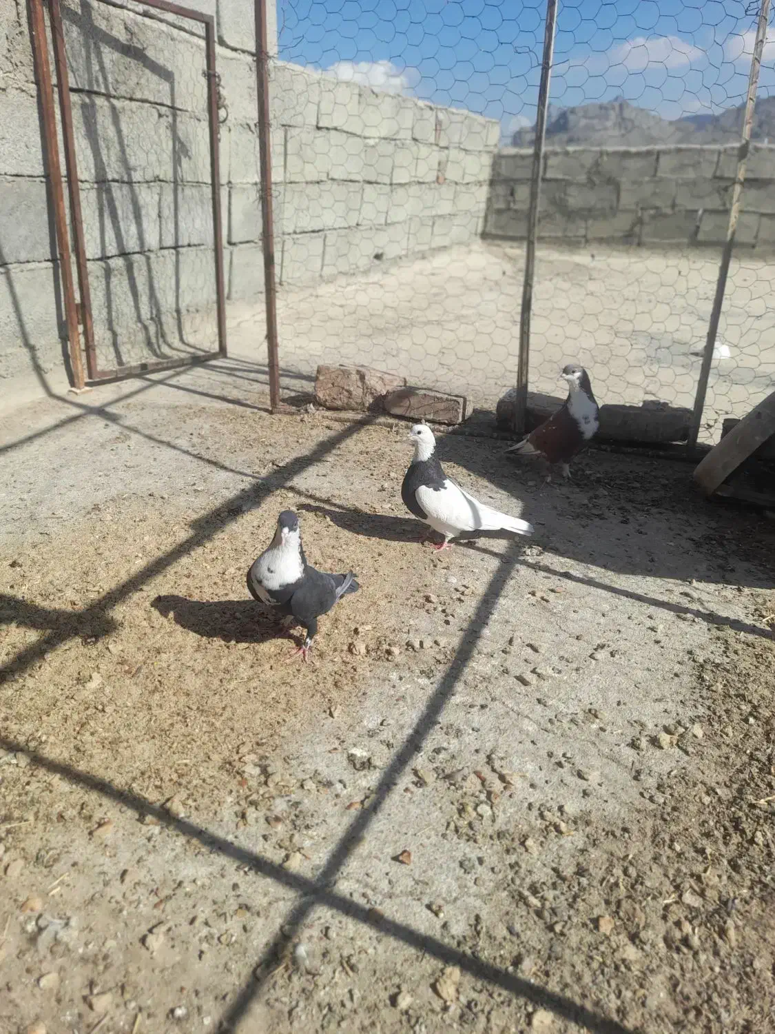 پرنده|پرنده|خاش, |دیوار