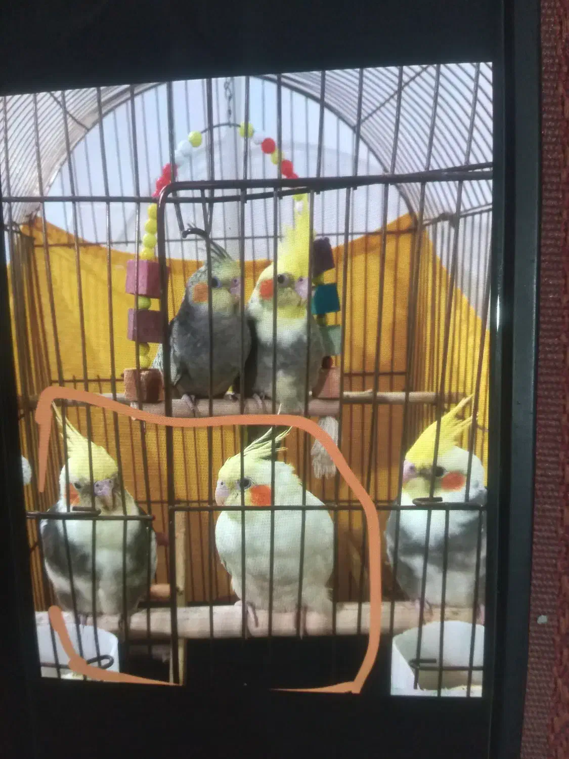 عروس هلندی جفت|پرنده|تهران, بیسیم|دیوار