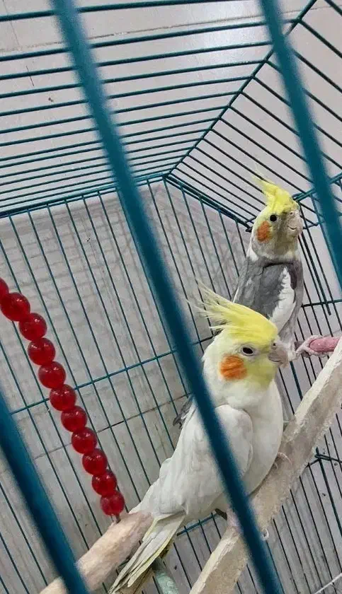 عروس هلندی|پرنده|سوسنگرد, |دیوار