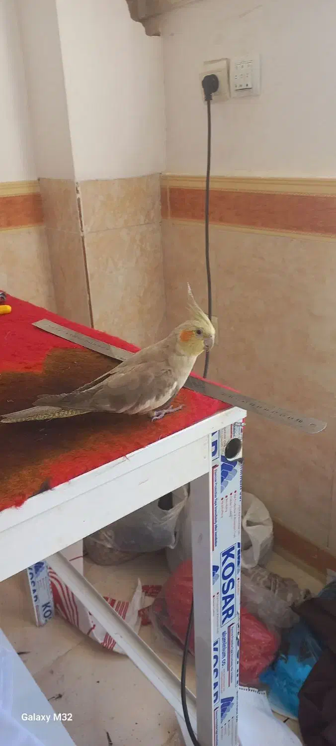 عروس هلندی|پرنده|دالاهو, |دیوار