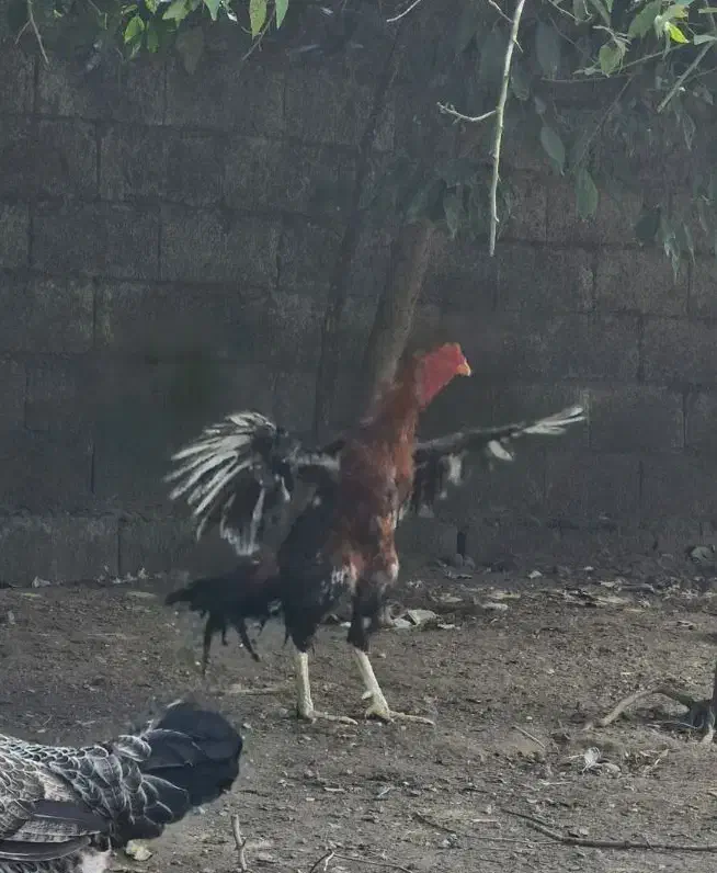 خروس لاری قلم سبز|حیوانات مزرعه|رشت, کوی مهر|دیوار