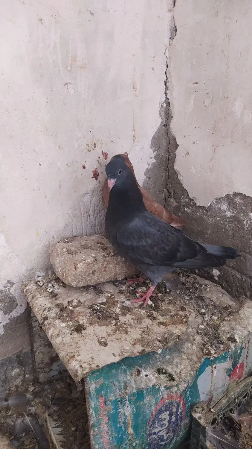 کبوتر لوت|پرنده|سوسنگرد, |دیوار