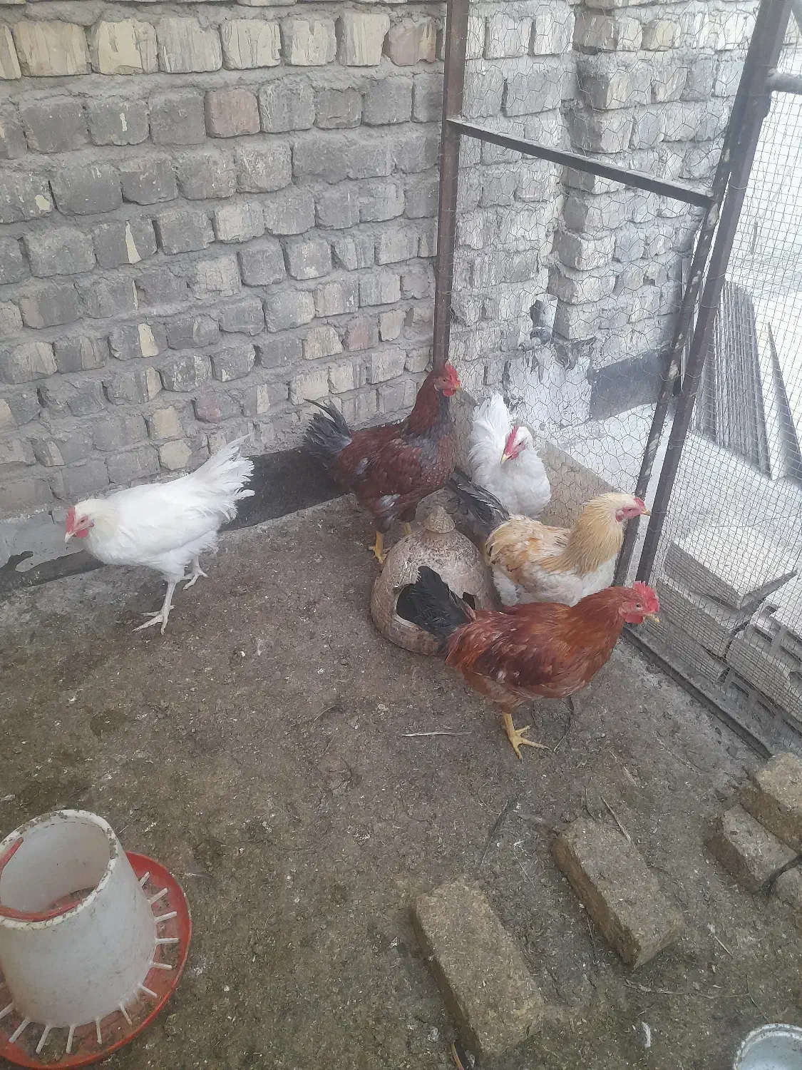 خروس|حیوانات مزرعه|قنوات, |دیوار