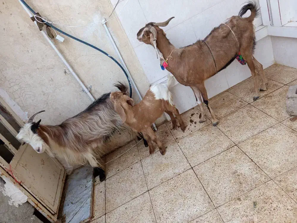 دوتا بزویه بیگ فروش ومعاوضه|حیوانات مزرعه|مسجد سلیمان, |دیوار