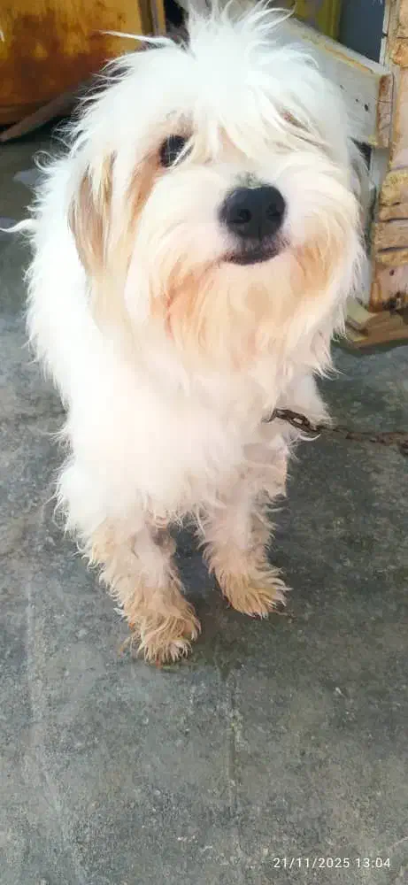 سگ شیتزو تمیز تمیز|سگ|برازجان, |دیوار