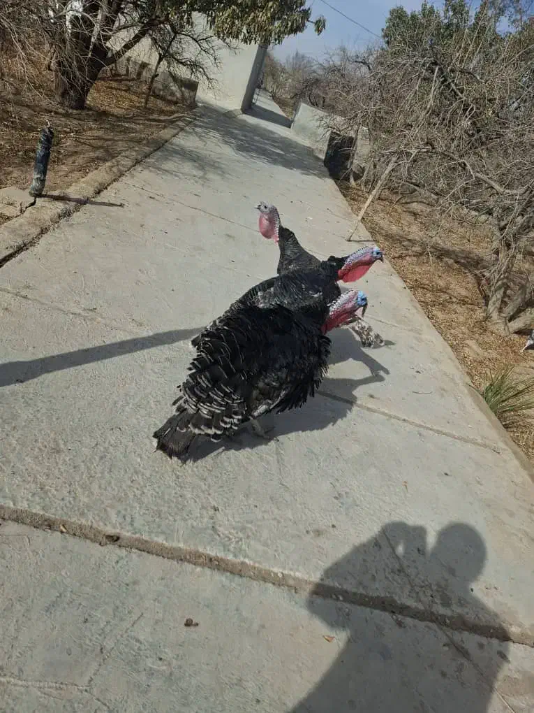 بوقلمون|حیوانات مزرعه|نیریز, |دیوار