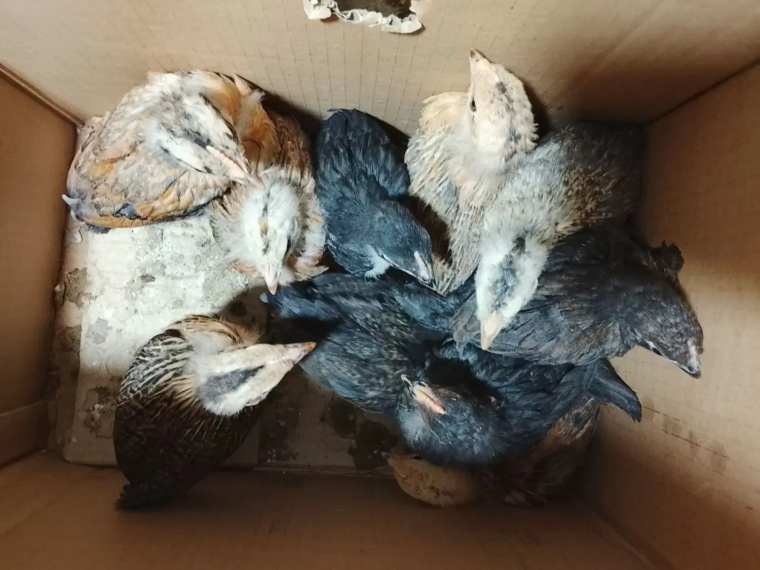 جوجه محلی|حیوانات مزرعه|بهبهان, |دیوار