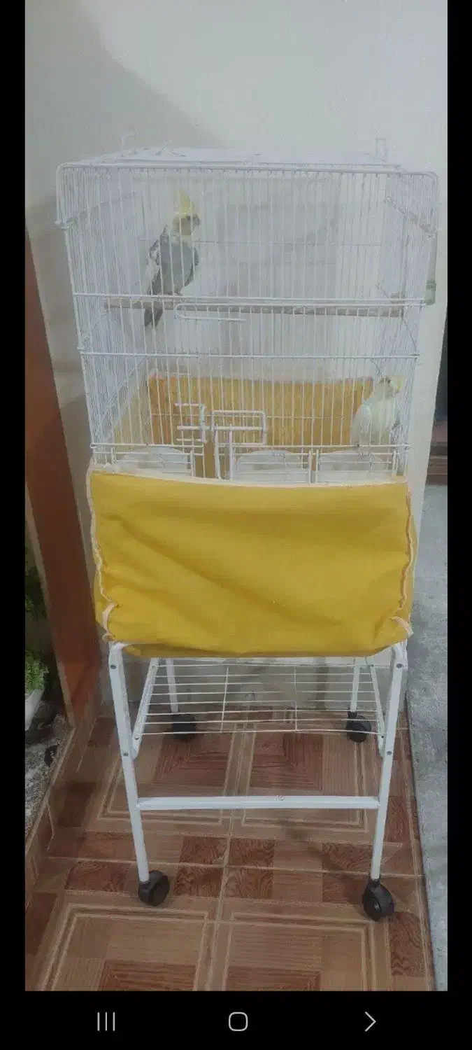 قفس|لوازم جانبی حیوانات|شاهین‌شهر, شهرک گلدیس|دیوار