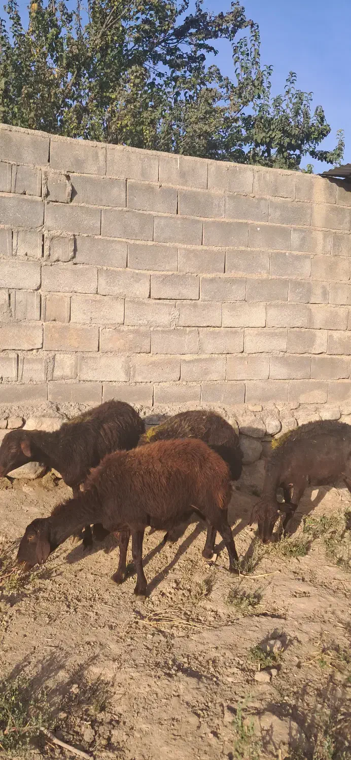 شیشک افشاری|حیوانات مزرعه|چاپشلو, |دیوار